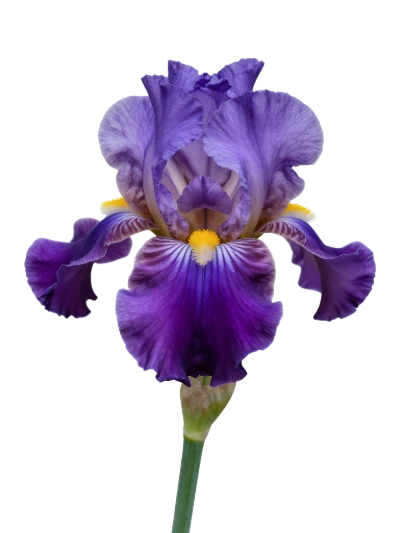 Purple Iris Flower