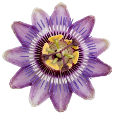 Purple Passion Flower