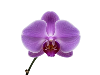 Purple Phalaenopsis Orchid Flower