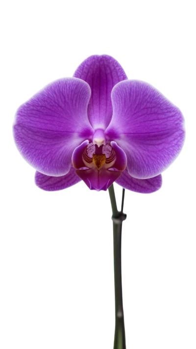 Purple Phalaenopsis Orchid Flower