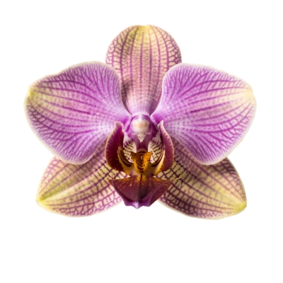 Purple Striped Orchid Flower