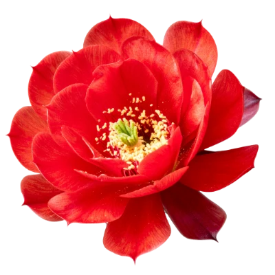 Red Cactus Flower