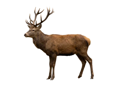 Red Deer Stag