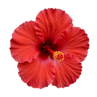 Red Hibiscus Flower