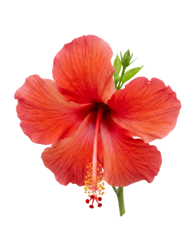 Red Hibiscus Flower