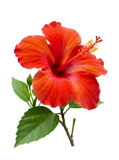 Red Hibiscus Flower