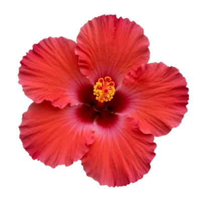 Red Hibiscus Flower