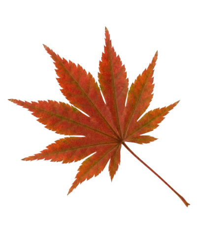 Red Japanese Maple Leaf