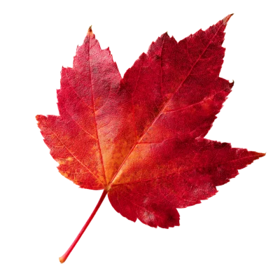 Red Maple Leaf