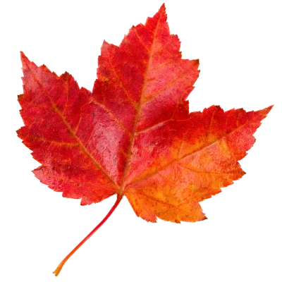 Red Maple Leaf