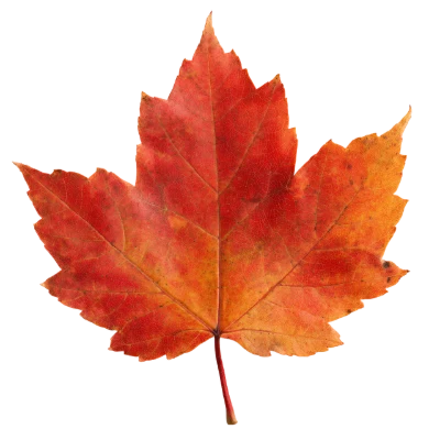 Red Maple Leaf
