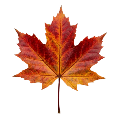 Red Maple Leaf