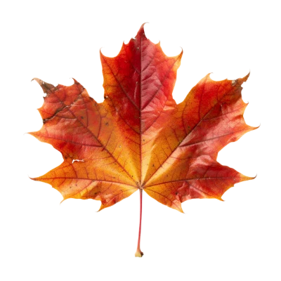 Red Maple Leaf