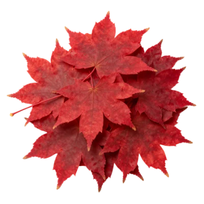 Red Maple Leaves