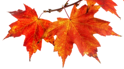 Red Maple Leaves