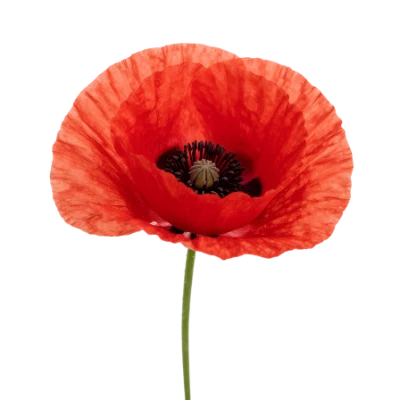 Red Poppy Flower