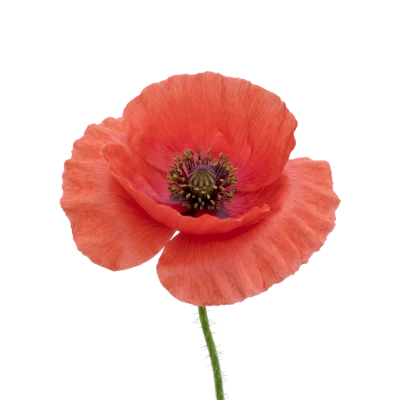 Red Poppy Flower