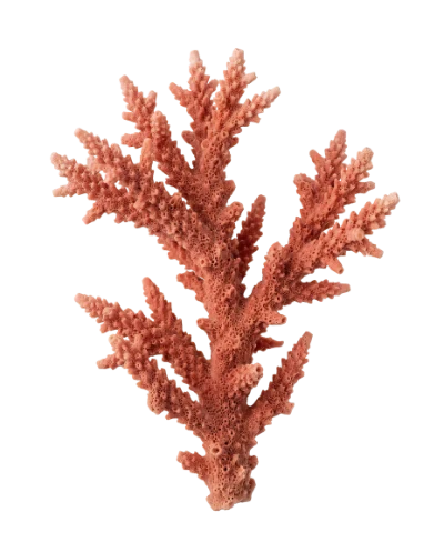 Red Sea Coral Branch