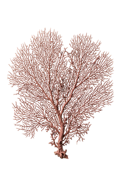 Red Sea Fan Coral