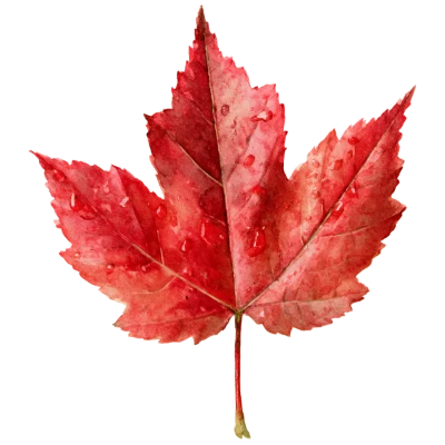 Red Watercolor Maple Leaf