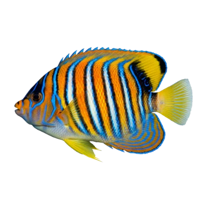 Regal Angelfish