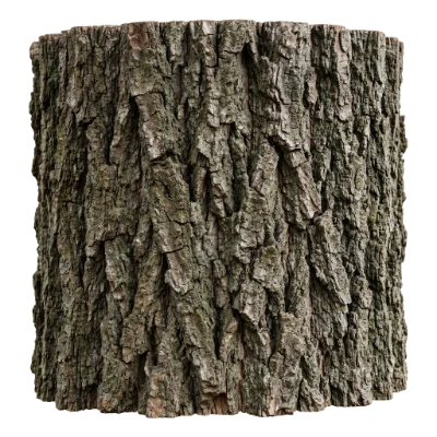 Rough Tree Bark Texture