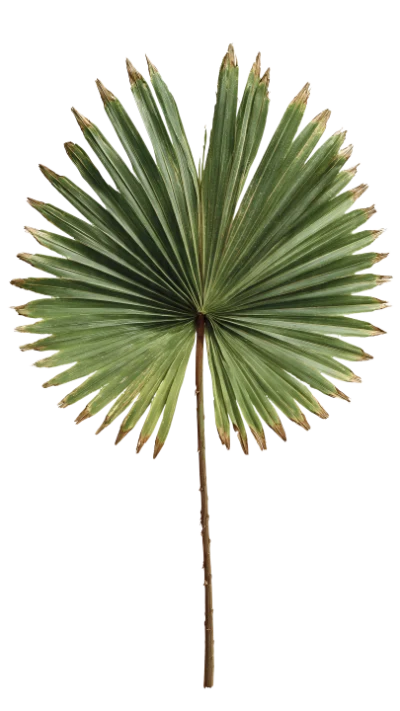 Round Fan Palm Leaf