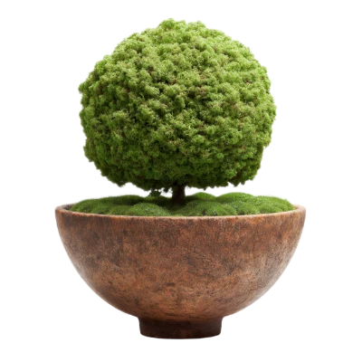Round Moss Topiary Plant