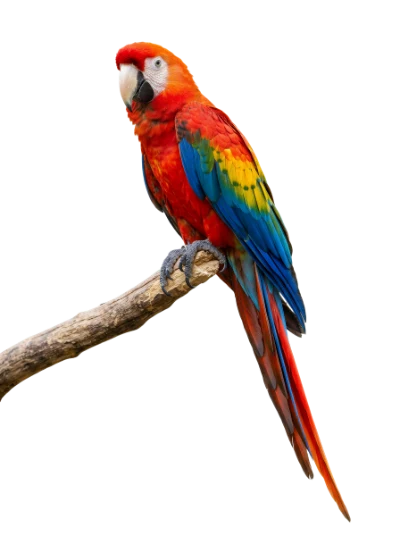 Scarlet Macaw Parrot