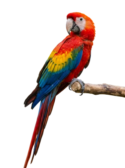 Scarlet Macaw Parrot