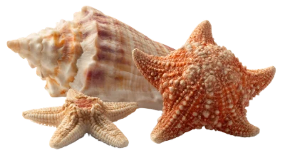 Seashells And Starfish