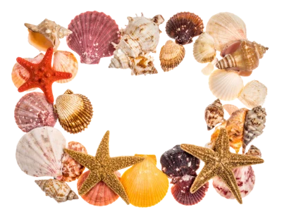 Seashells And Starfish Frame