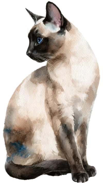 Siamese Cat Watercolor Painting