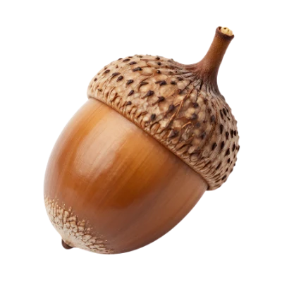 Single Brown Acorn