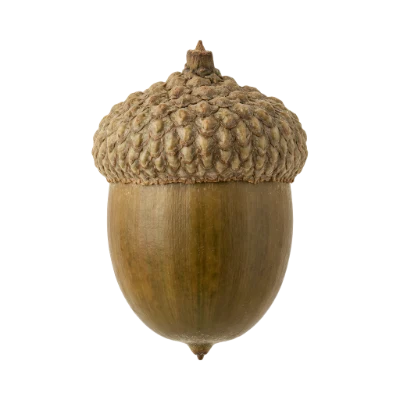 Single Brown Acorn