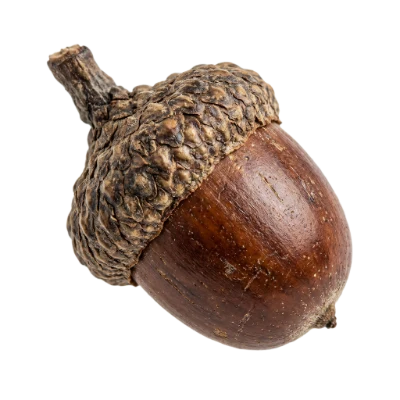 Single Brown Acorn
