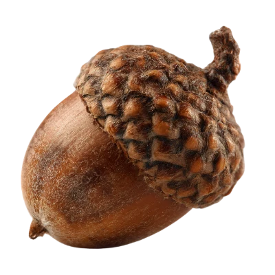 Single Brown Acorn