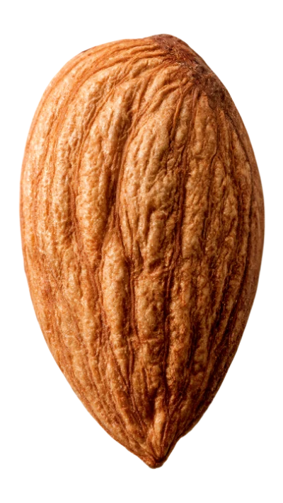 Single Raw Almond Nut