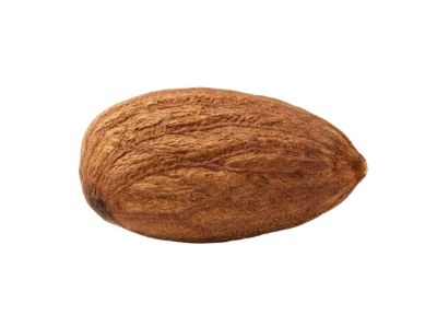 Single Raw Almond Nut