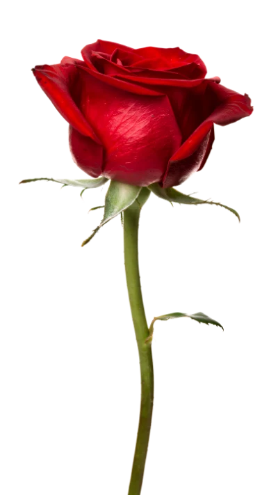Single Red Rose