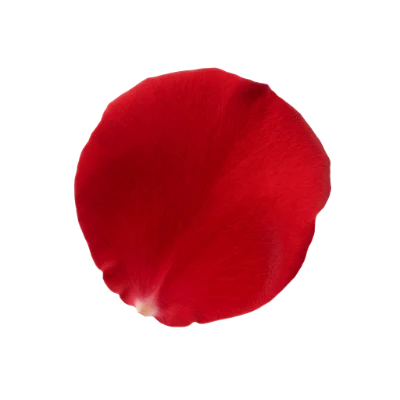Single Red Rose Petal