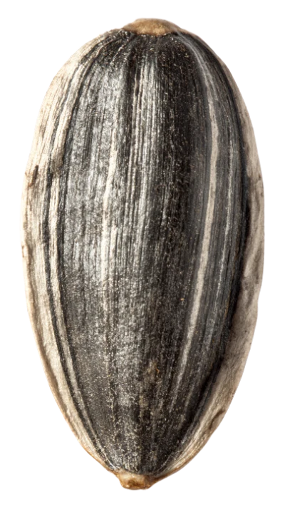 Single Sunflower Seed