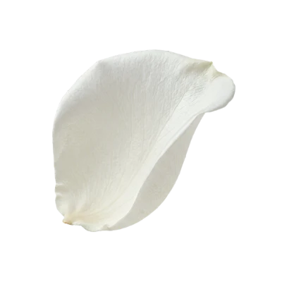 Single White Rose Petal