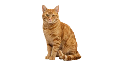 Sitting Ginger Tabby Cat