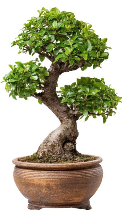 Small Bonsai Tree