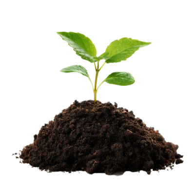 Small Green Plant Sprout