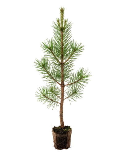 Small Pine Tree Sapling