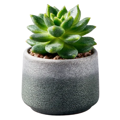 Small Potted Succulent Plant