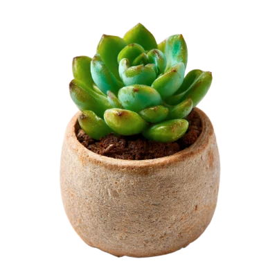 Small Potted Succulent Plant