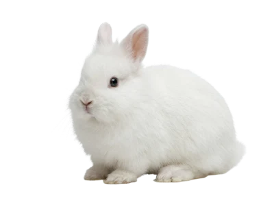 Small White Rabbit